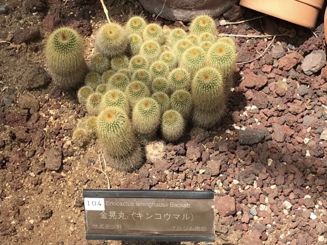 金晃丸（キンコウマル）