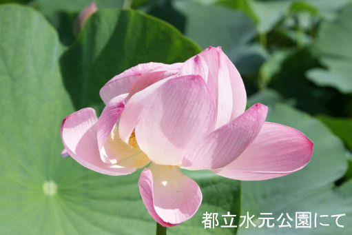 都立水元公園のハスの花 ハスの花