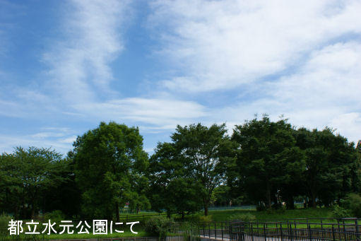 都立水元公園のハスの花 水元公園