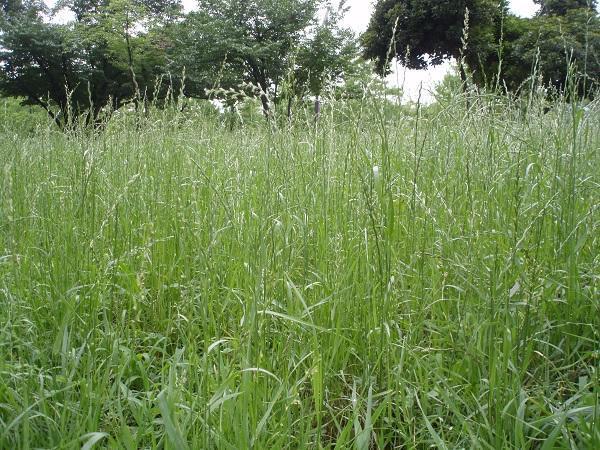 画像を等倍で表示します イネ科の植物