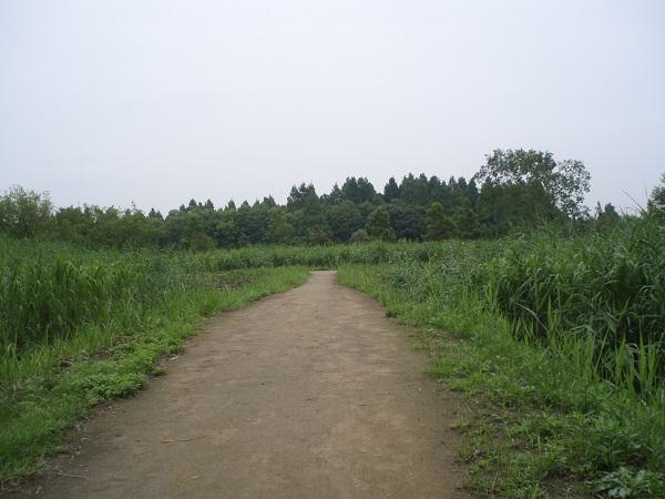 画像を等倍で表示します 水元公園