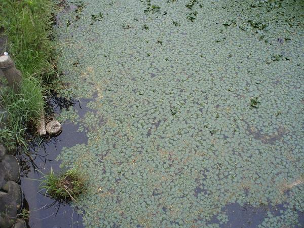 画像を等倍で表示します 菱