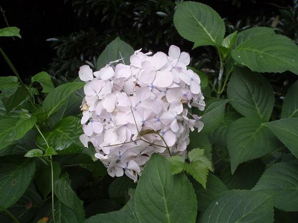 画像を等倍で表示します 紫陽花