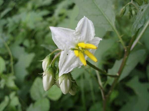 画像を等倍で表示します ワルナスビ