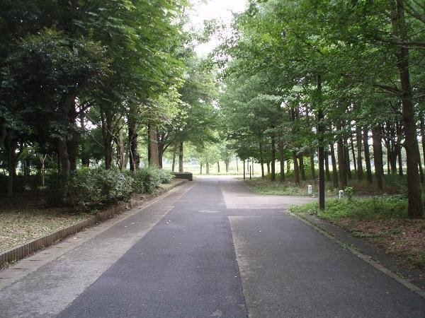 画像を等倍で表示します 水元公園