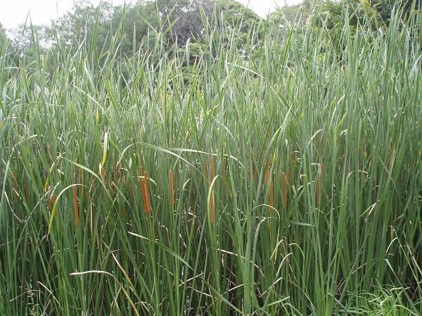 画像を等倍で表示します ガマ?