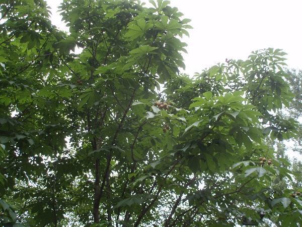 画像を等倍で表示します トチノキ