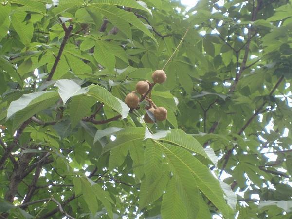 画像を等倍で表示します 栃の実