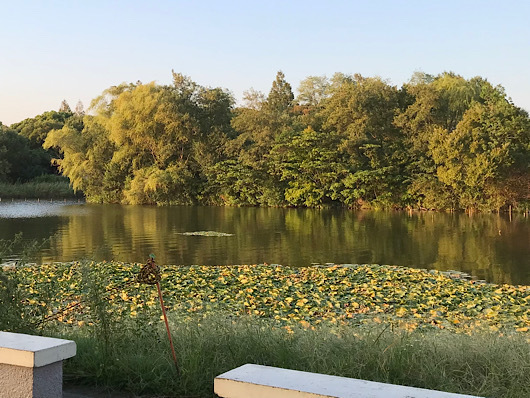 夕暮れの水元公園