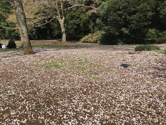 清水公園の桜