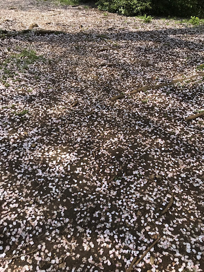 清水公園の桜