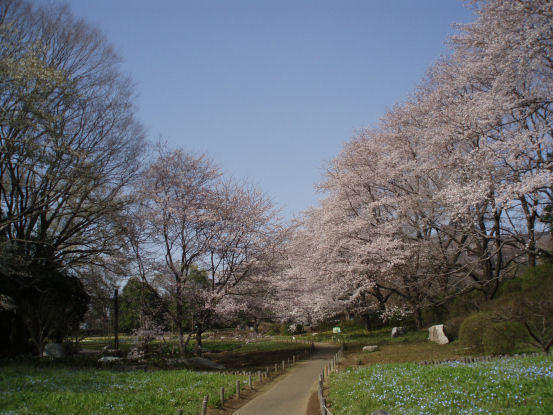 画像を等倍で表示します 茨城県自然博物館