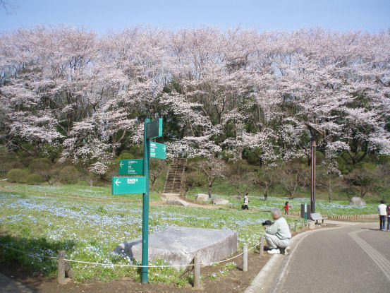 画像を等倍で表示します 茨城県自然博物館