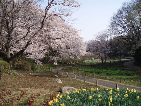 画像を等倍で表示します 茨城県自然博物館