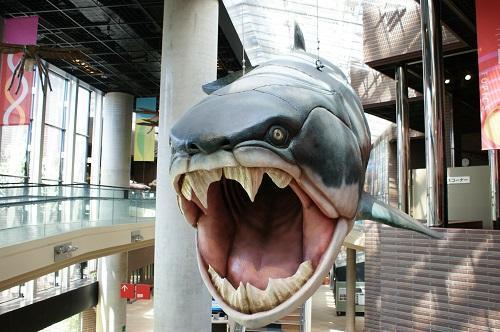 ミュージアムパーク 茨城県自然博物館」ダンクルオステウス 「ミュージアムパーク 茨城県自然博物館」ダンクルオステウス