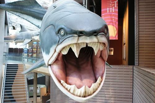 ミュージアムパーク 茨城県自然博物館」ダンクルオステウス 「ミュージアムパーク 茨城県自然博物館」ダンクルオステウス