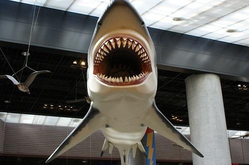 「ミュージアムパーク 茨城県自然博物館」ムカシオオホホジロザメ 「ミュージアムパーク 茨城県自然博物館」ムカシオオホホジロザメ