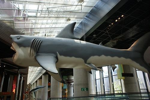 「ミュージアムパーク 茨城県自然博物館」ムカシオオホホジロザメ 「ミュージアムパーク 茨城県自然博物館」ムカシオオホホジロザメ