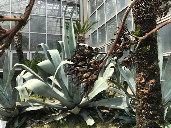 アオノリュウゼツラン