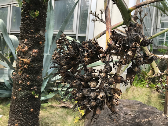 アオノリュウゼツランの花の名残