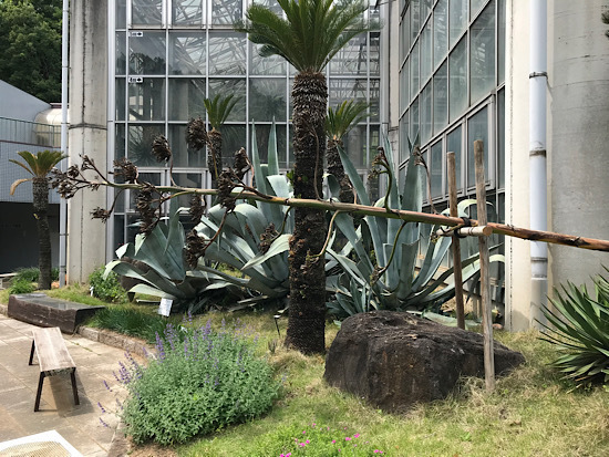 アオノリュウゼツランの花の名残