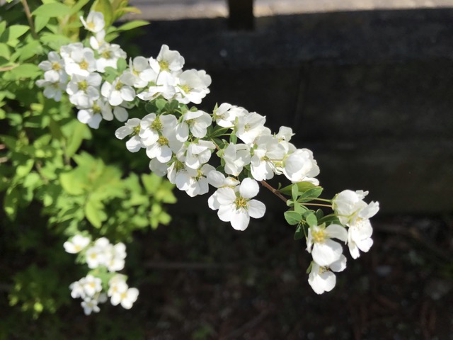 3月の雪柳の写真です。 - ずん♪の多肉植物と折り紙のあれこれ