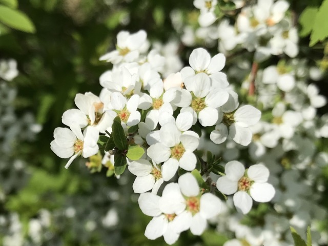 3月の雪柳の写真です。 - ずん♪の多肉植物と折り紙のあれこれ