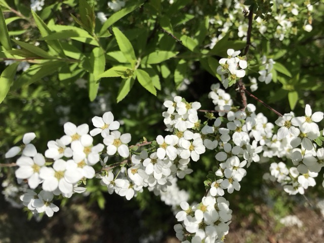3月の雪柳の写真です。 - ずん♪の多肉植物と折り紙のあれこれ
