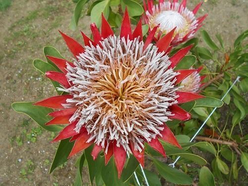 キングプロテア・リトルプリンス キングプロテア・リトルプリンス