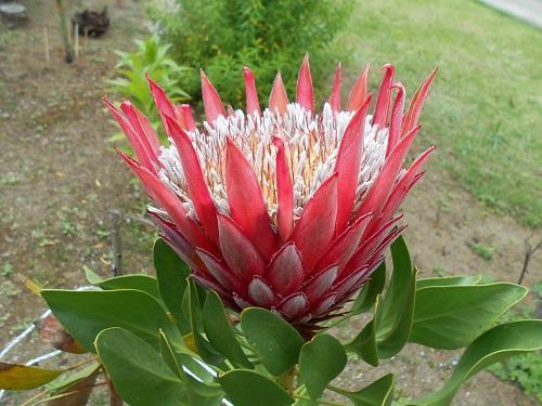 キングプロテア・リトルプリンス キングプロテア・リトルプリンス