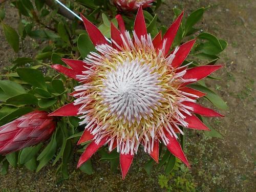 キングプロテア・リトルプリンス キングプロテア・リトルプリンス