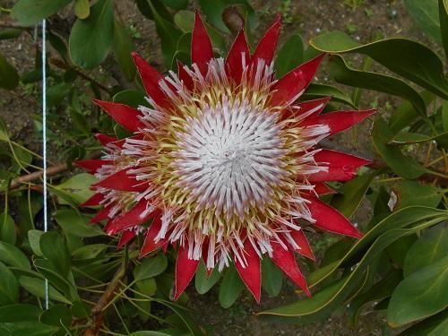 キングプロテア・リトルプリンス キングプロテア・リトルプリンス