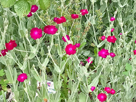 東松戸ゆいの花公園