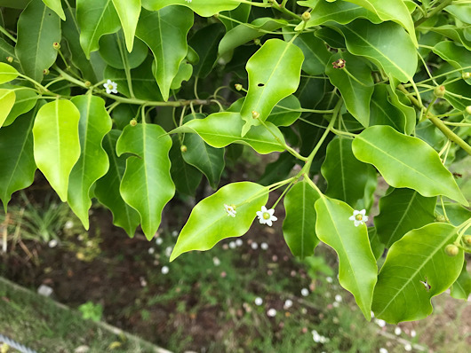 東松戸ゆいの花公園