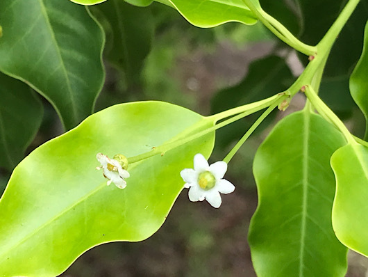 東松戸ゆいの花公園