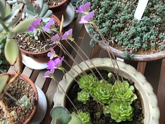 ムシトリスミレ