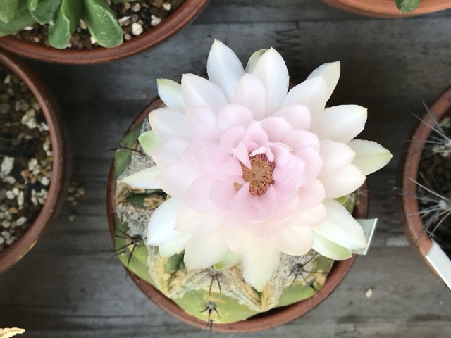 ペンタカンサの花