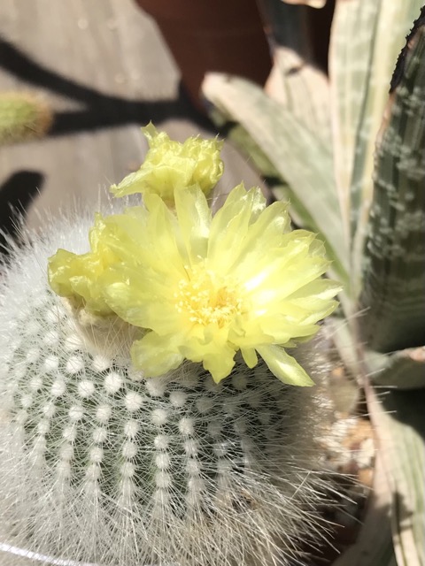今年の黄雪晃は花が短い。6月18日3つ目開花。でも1日で終わりました