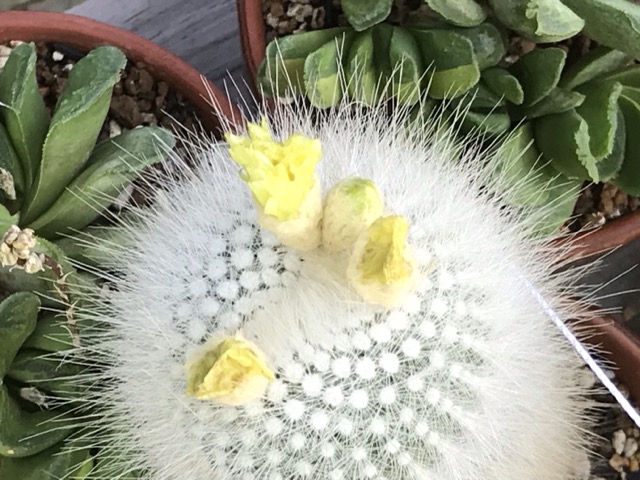 今年の黄雪晃は花が短い。6月18日3つ目開花。でも1日で終わりました