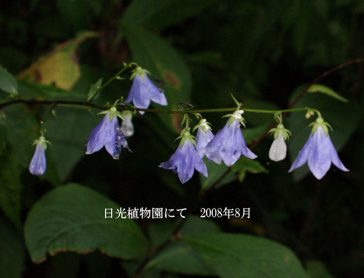 画像を等倍で表示します 日光植物園