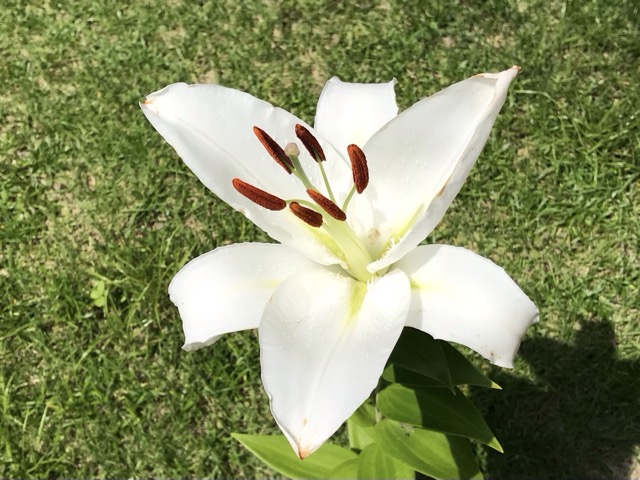 カサブランカの花