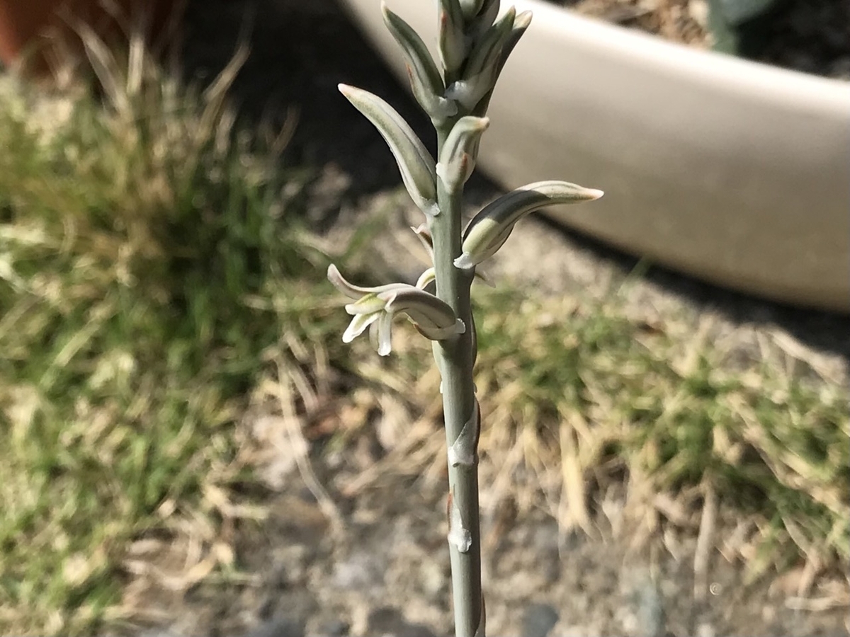 2025年4月12日の霧宝です。花が咲いていたので写真をパチリ。