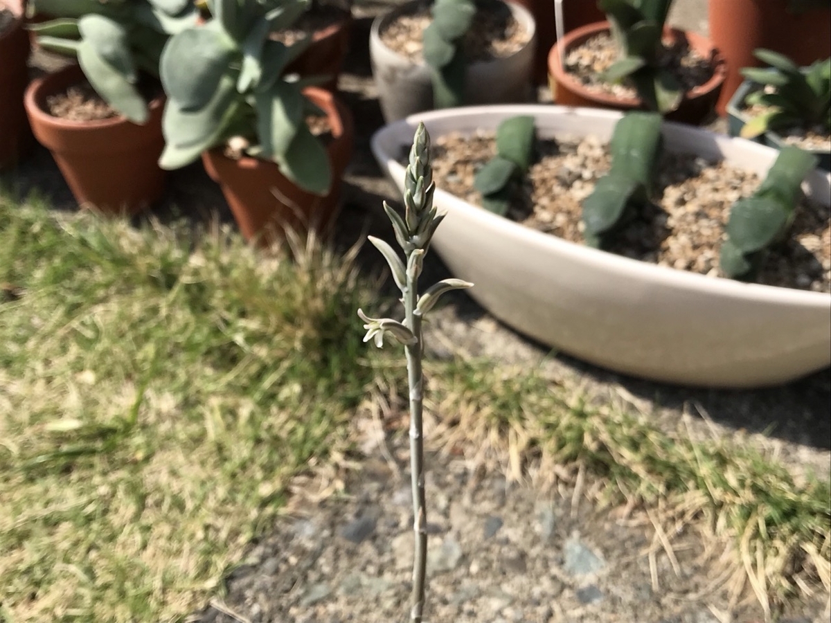 2025年4月12日の霧宝です。花が咲いていたので写真をパチリ。