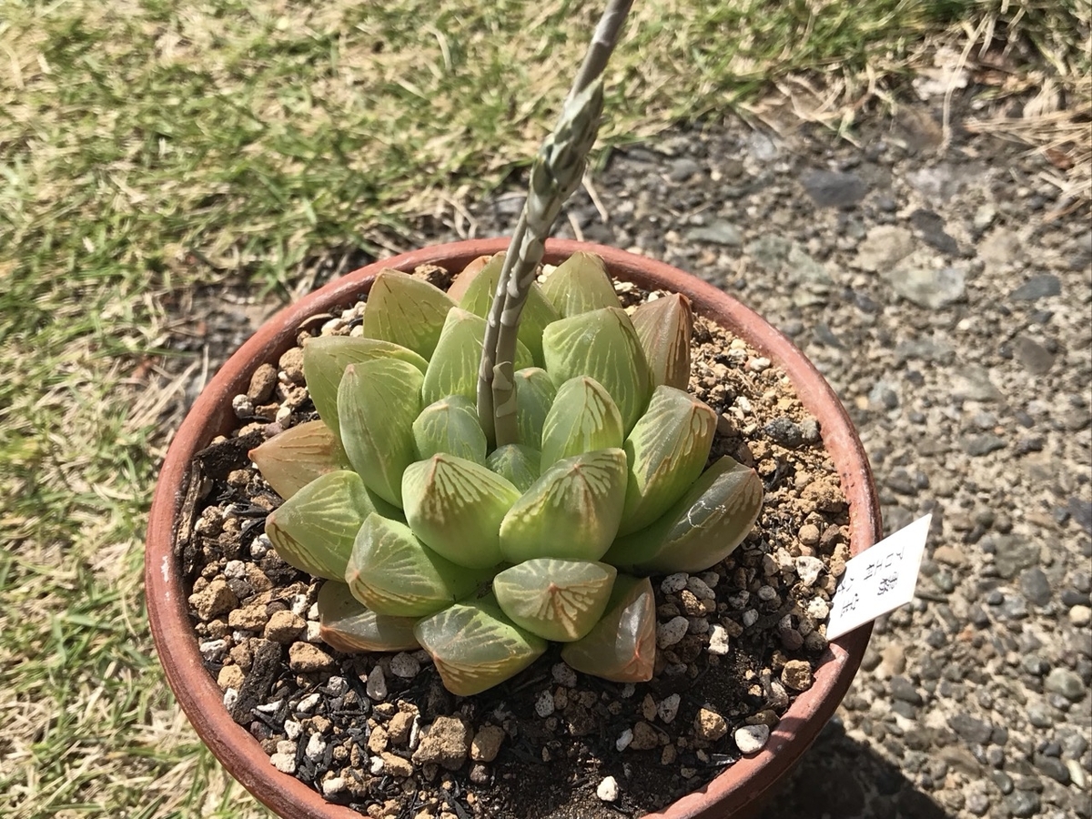 2025年4月12日の霧宝です。花が咲いていたので写真をパチリ。