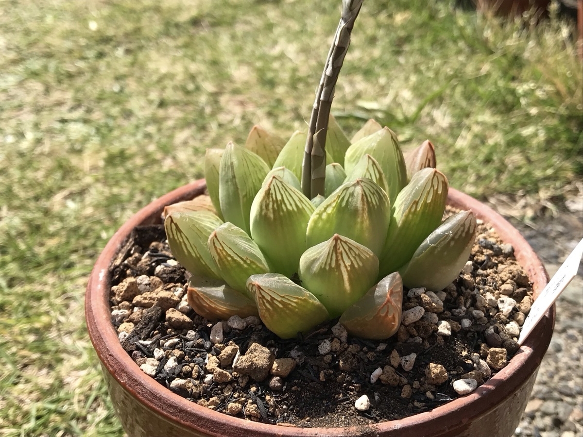 2025年4月12日の霧宝です。花が咲いていたので写真をパチリ。