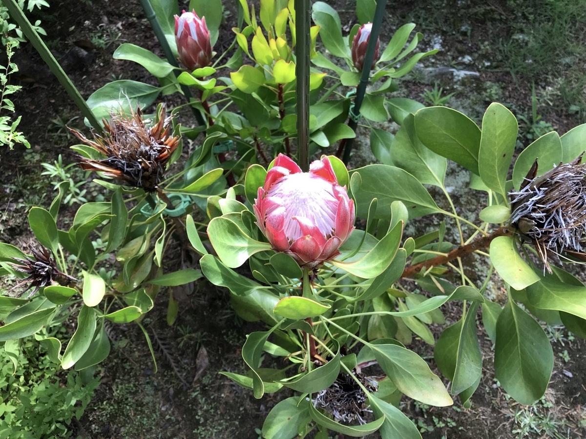 キングプロテア