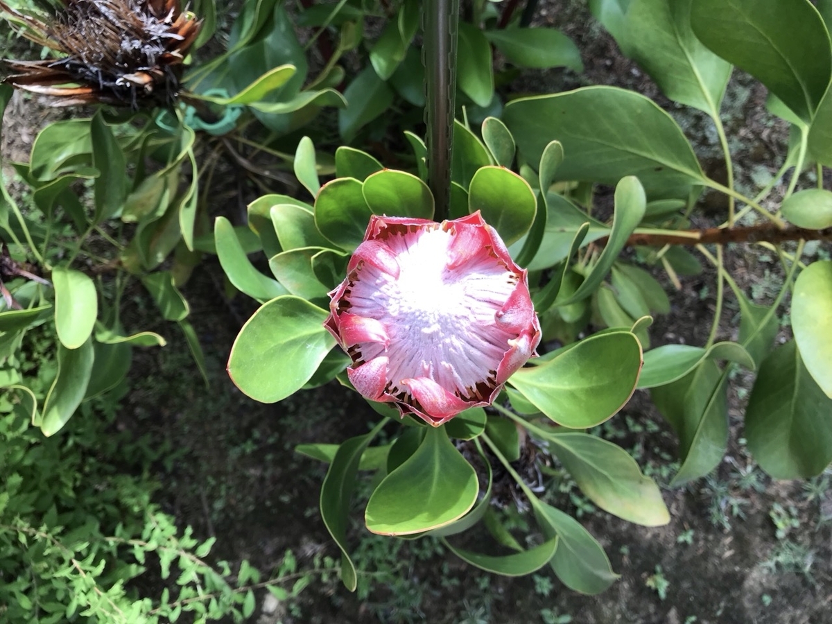 キングプロテア