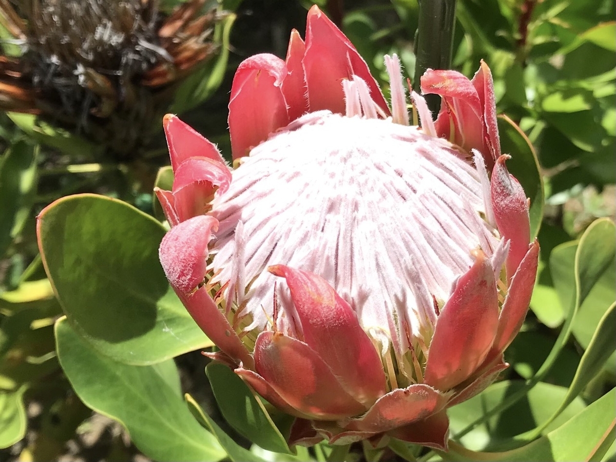 キングプロテア