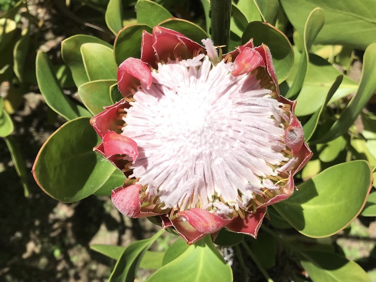 キングプロテア