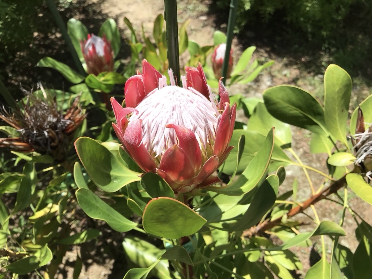 キングプロテア